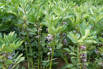 Close up of broad bean flower plant.