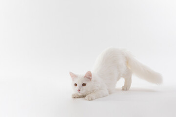 Maincoon Cat Ferdinand