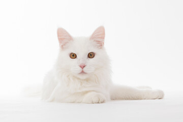 Maincoon Cat Ferdinand