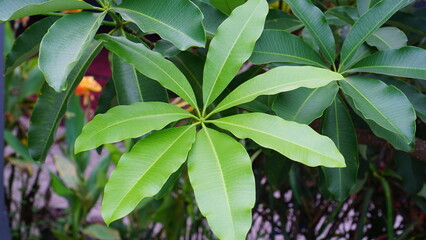 Pulai leaf is the name of a tree with the botanical name Alstonia scholaris. This tree is a type of...