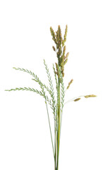 meadow grass isolated