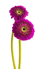 gerbera flower isolated