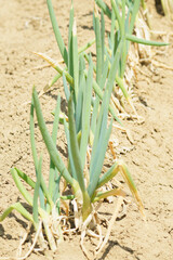 Fototapeta premium 収穫間近の長ネギ