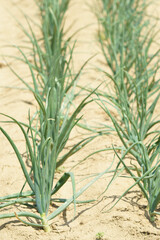 収穫間近の長ネギ