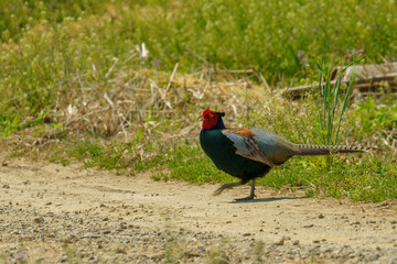 動きが素早い日本の国鳥キジ