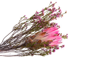 protea flower isolated
