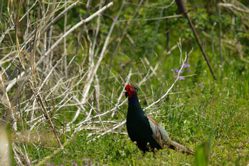 動きが素早い日本の国鳥キジ