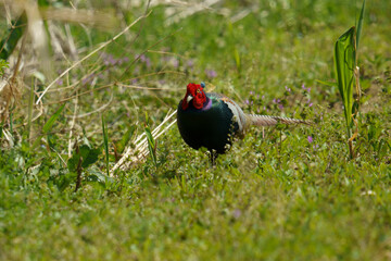 動きが素早い日本の国鳥キジ