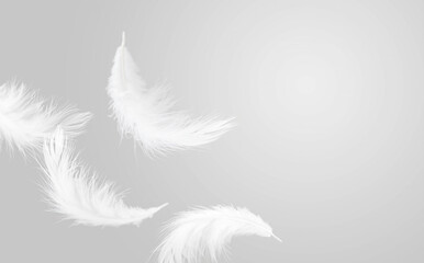 White Fluffy Feathers Floating in the Air. Swan Feathers Flying in Heavenly. Softness Gray and White Tone Stlye.