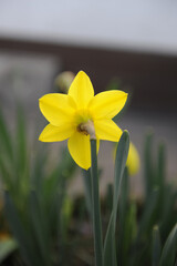 Yellow narcissus or DAFFODIL flower blooming on a meadow in spring