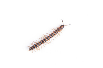 millipede isolated on white background