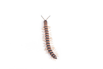 millipede isolated on white background