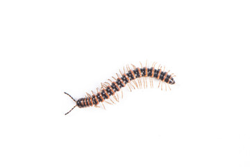 millipede isolated on white background
