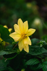 dahlia coccinea yellow flower in the garden