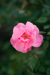 pink rose on green garden background