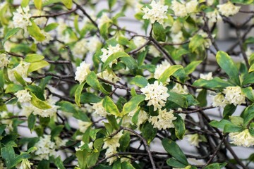 Naklejka premium 沈丁花