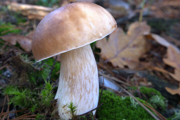 Mushroom King Boletus Pinophilus Whild Mushrooms outdoors in the forest in autumn Close-up photo.