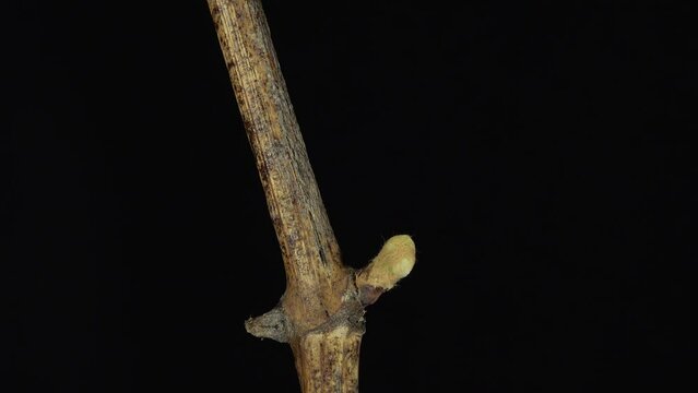 Time-lapse of growing grapevine branch on black background