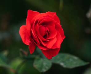 red rose in garden background