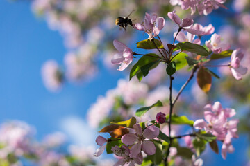 bloom