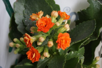 half bloomed half bud orange flower