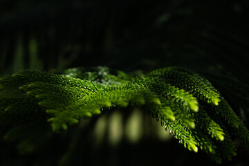 Obraz premium A branch of an evergreen plant. Beautiful natural green background. Screen saver on the screen. Wallpaper. Evergreen coniferous tree