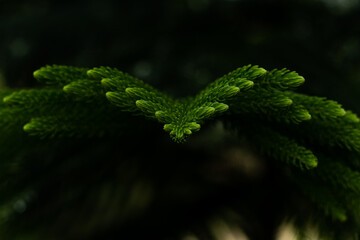 A branch of an evergreen plant. Beautiful natural green background. Screen saver on the screen. Wallpaper. Evergreen coniferous tree