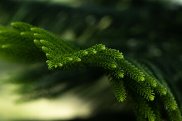 A branch of an evergreen plant. Beautiful natural green background. Screen saver on the screen. Wallpaper. Evergreen coniferous tree