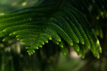 A branch of an evergreen plant. Beautiful natural green background. Screen saver on the screen....