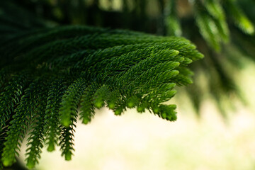 A branch of an evergreen plant. Beautiful natural green background. Screen saver on the screen. Wallpaper. Evergreen coniferous tree