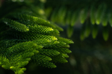 A branch of an evergreen plant. Beautiful natural green background. Screen saver on the screen. Wallpaper. Evergreen coniferous tree