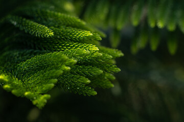 A branch of an evergreen plant. Beautiful natural green background. Screen saver on the screen....