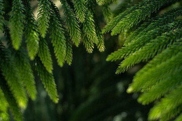 A branch of an evergreen plant. Beautiful natural green background. Screen saver on the screen. Wallpaper. Evergreen coniferous tree
