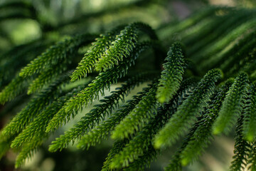 A branch of an evergreen plant. Beautiful natural green background. Screen saver on the screen. Wallpaper. Evergreen coniferous tree