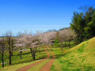 春の散歩道