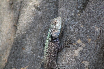 iguana in the wild 