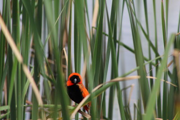 red bishop