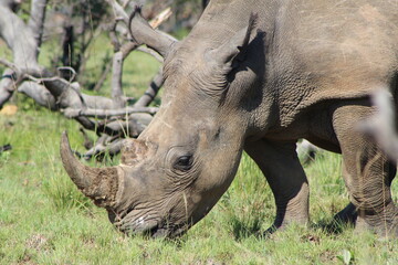 rhino in the wild