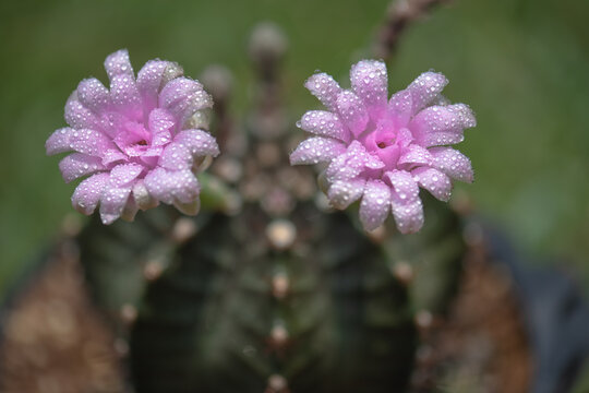 The cactus is blooming in the summer ,select focus.