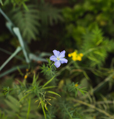 linum bienne flower plant nature