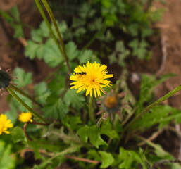 taraxacum officinale flower yellow plant nature