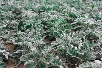 cineraria maritima flower plant nature