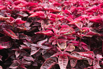 iresine herbstii flower plant nature