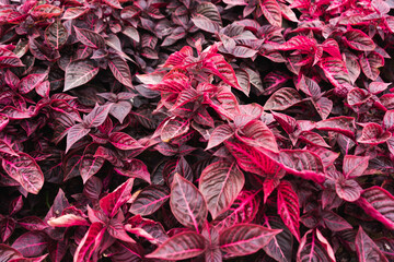 iresine herbstii flower plant nature