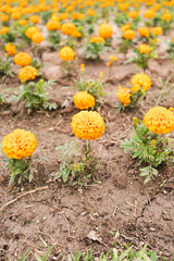 Damasquina flower yellow plant nature