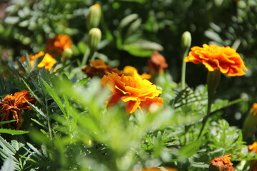 orange flowers in the garden
