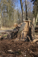 Tree stump broken off during storm