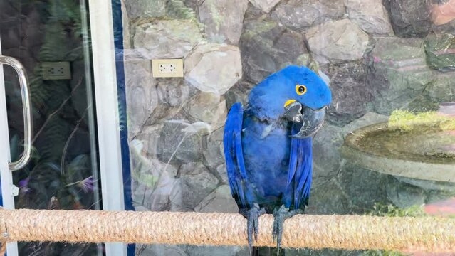 A blue macaw clings to a rope in a glass cage.