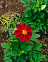 dahlia red and yellow flower plant nature