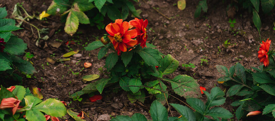 dahlia orange and yellow flower